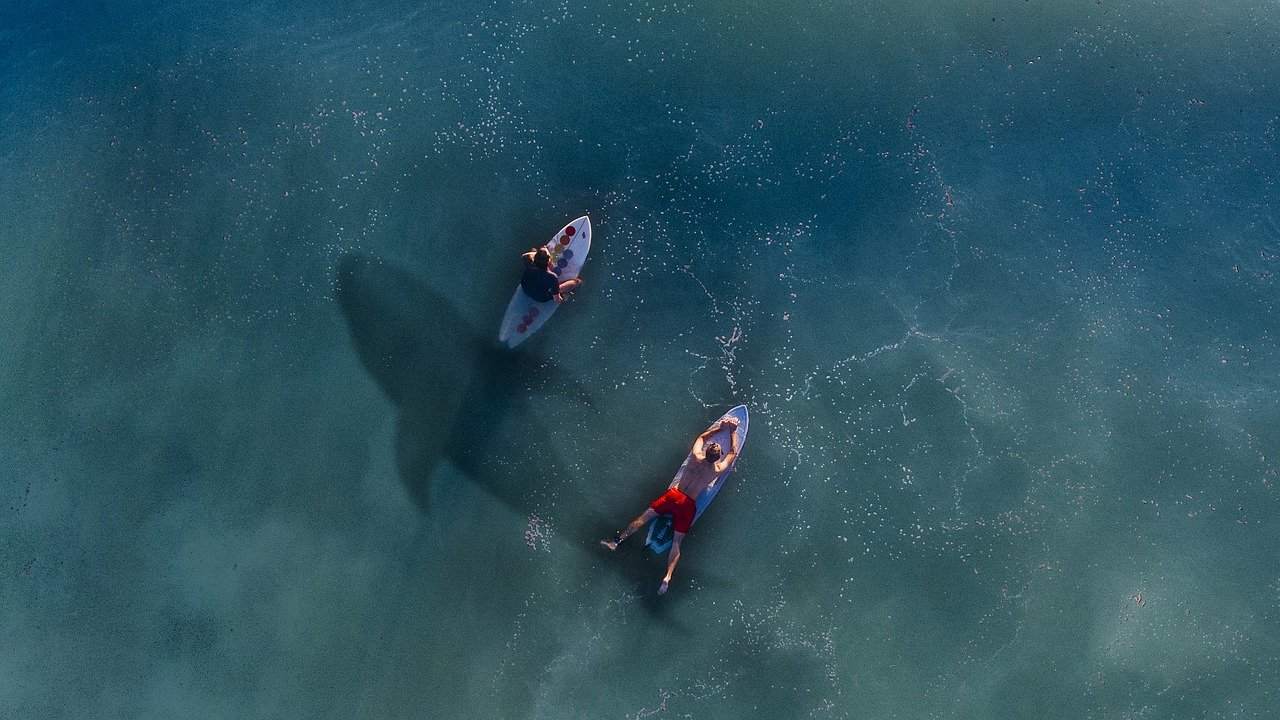 White sharks, why not exist in aquariums?  The danger has nothing to do with it