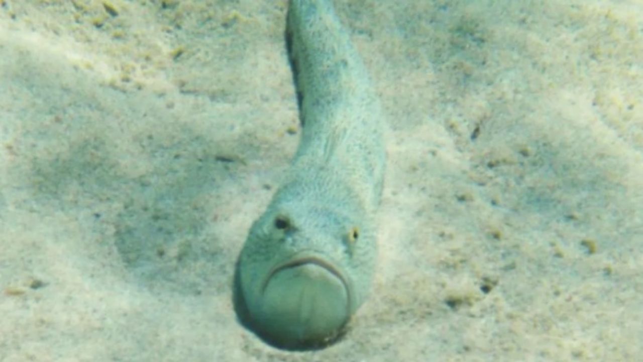 paura gran bretagna pesce ragno