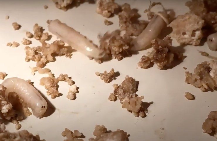 infestazione vermi spazzatura