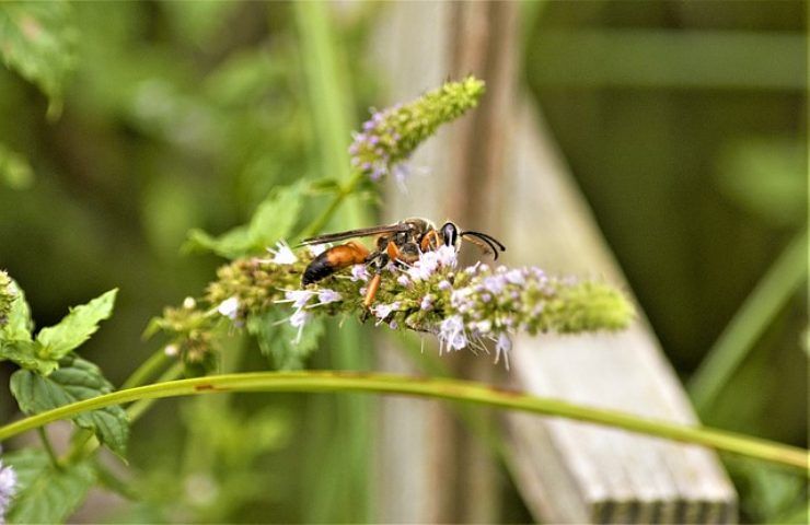 trappola per vespe 