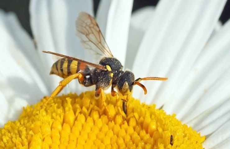 vespe rimedio naturale