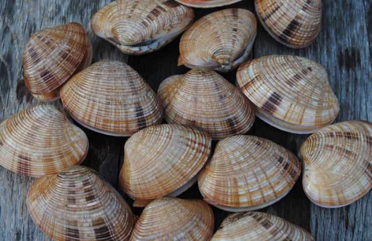 acque bianche effetto sulle vongole