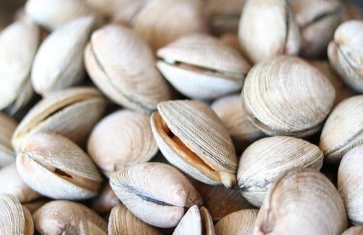 perché le vongole sono diventate introvabili