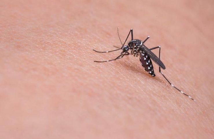 curiosità su zanzare che nessuno sa