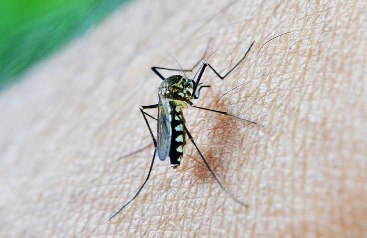 quello che non si sa sulle zanzare