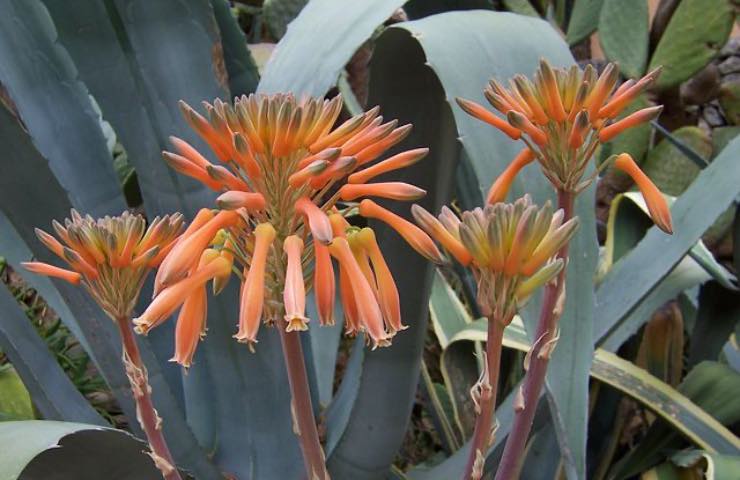 fiore arancione agave