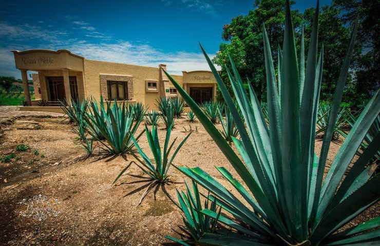 pianta agave americana