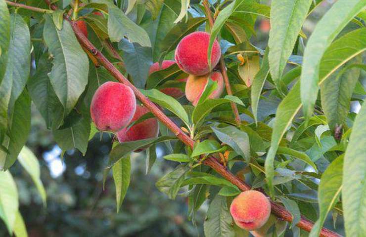 albero pesche coltivazione