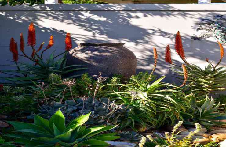 aloe arborescens 