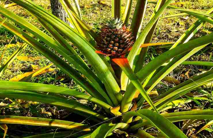 coltivazione ananas