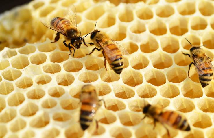 ape difficoltà miele