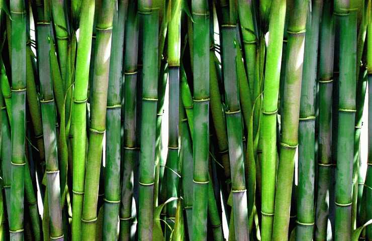 Giardino zen bamboo