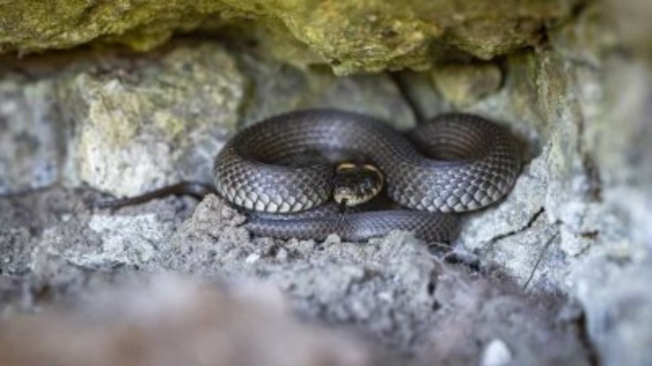 Risolvere problema biscia