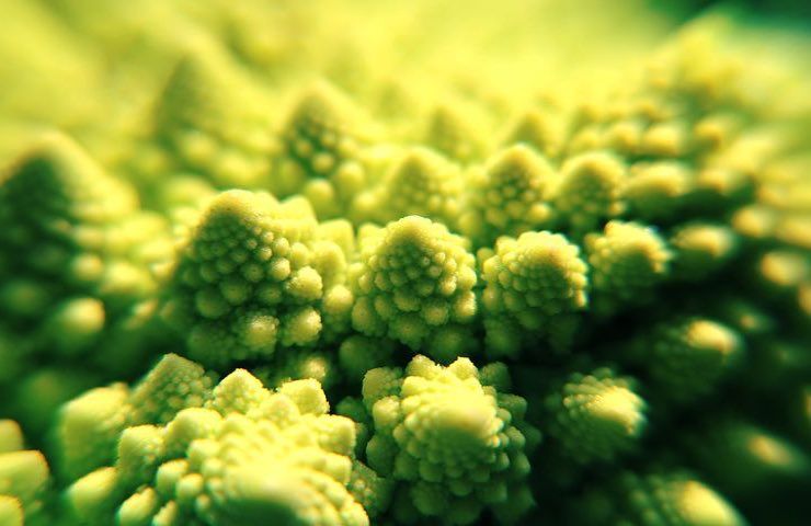 broccolo romanesco microscopio