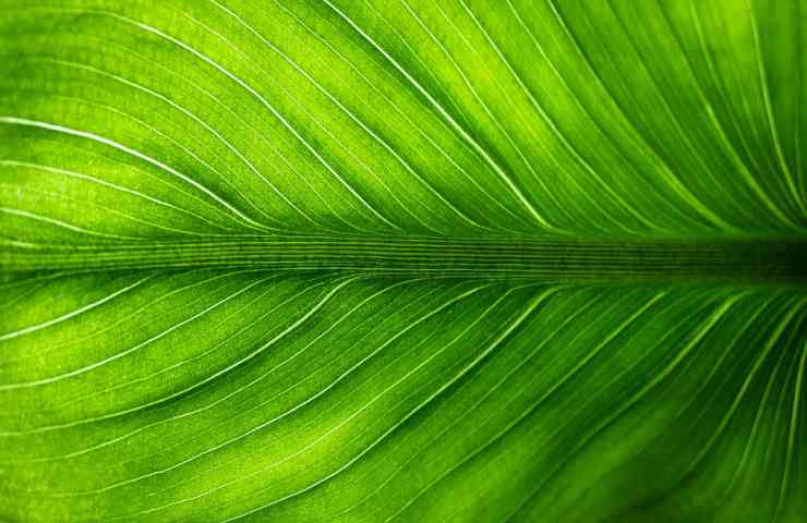 insetti piante pesticida naturale