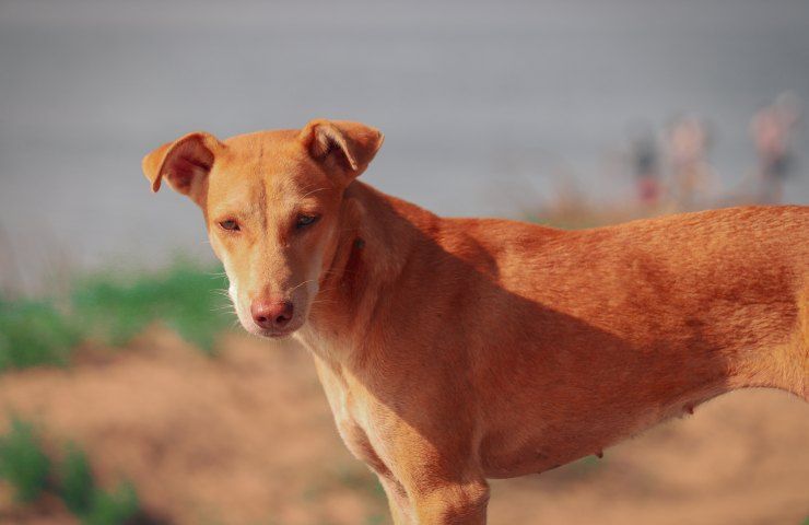 cani e gatti abbandonati