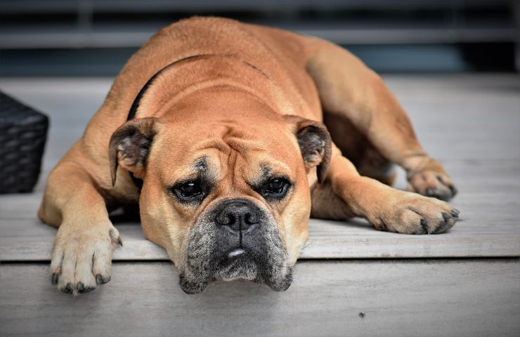 cane camper sviene padrone