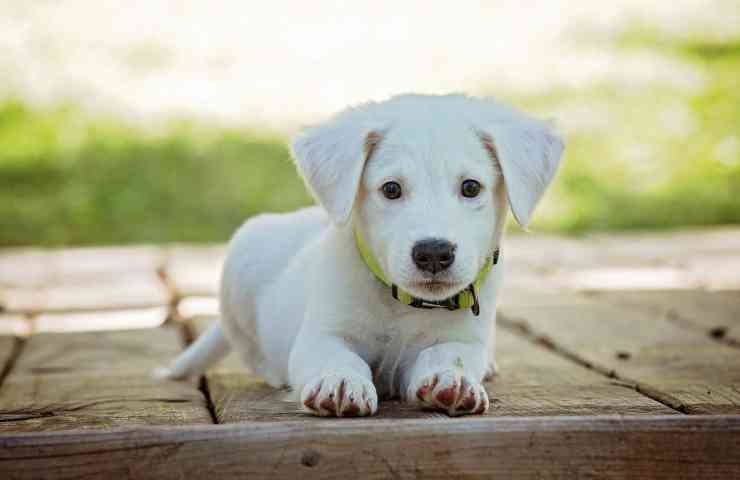 cane salta come insegnargli 