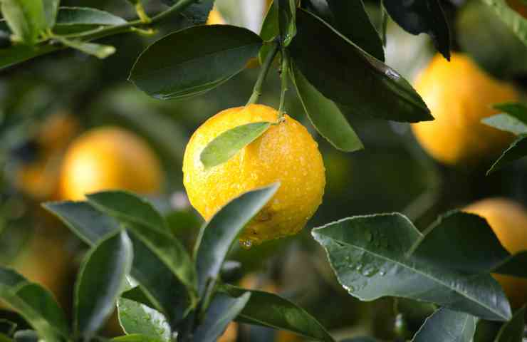 coltivare pianta limone