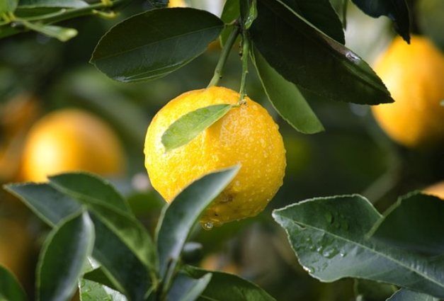 pianta di limoni coltivazione e cura 