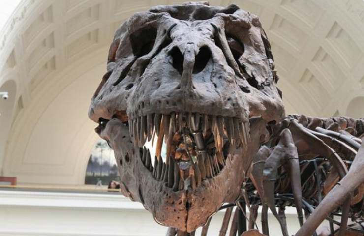fossili di dinosauri studi ininterrotti 