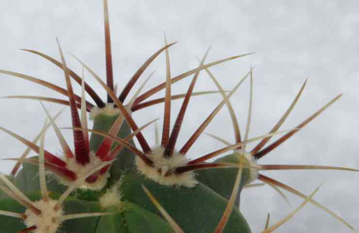 ferocactus come coltivarlo