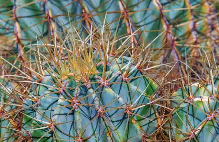 ferocactus come coltivarlo