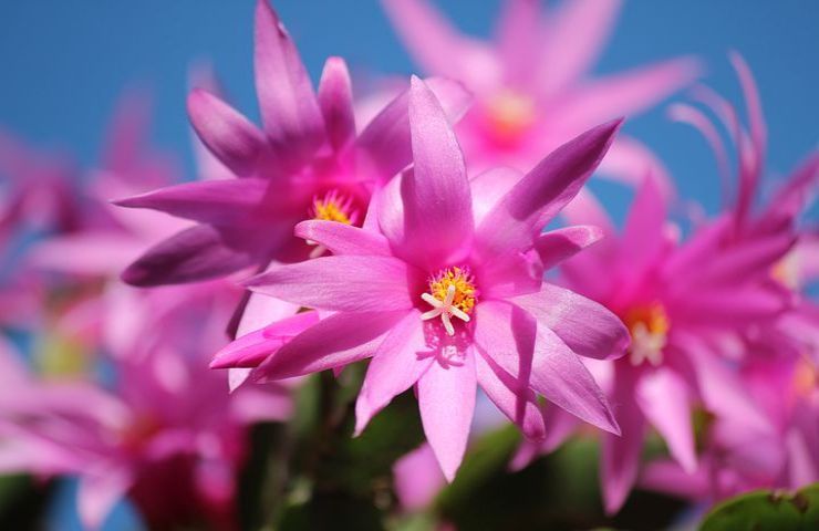 fiore cactus cura