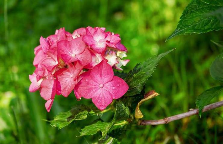 ortensie rosa fiori 