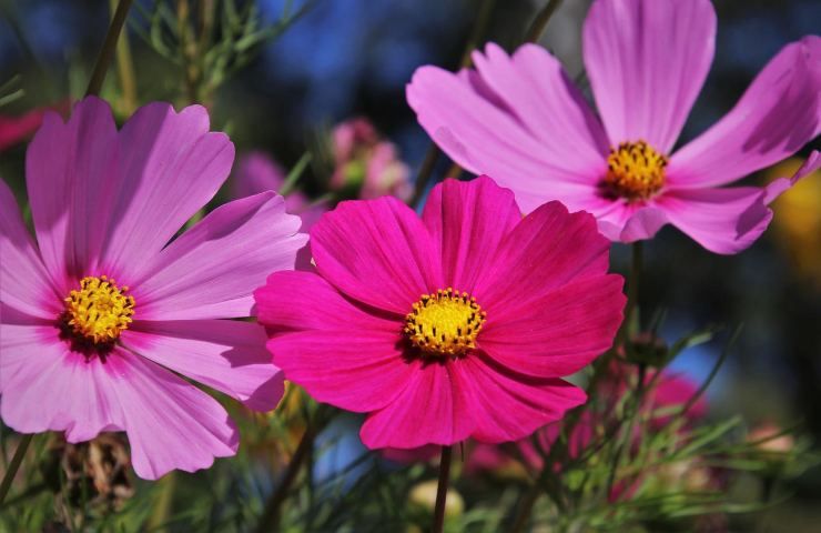 magenta chiffon pianta come coltivare