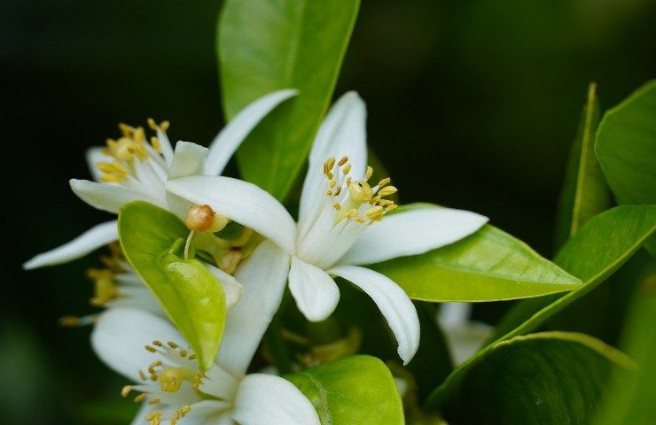 Pianta limone sana fiore