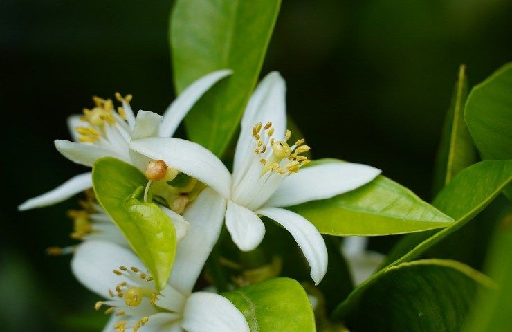 Pianta limone sana fiore 