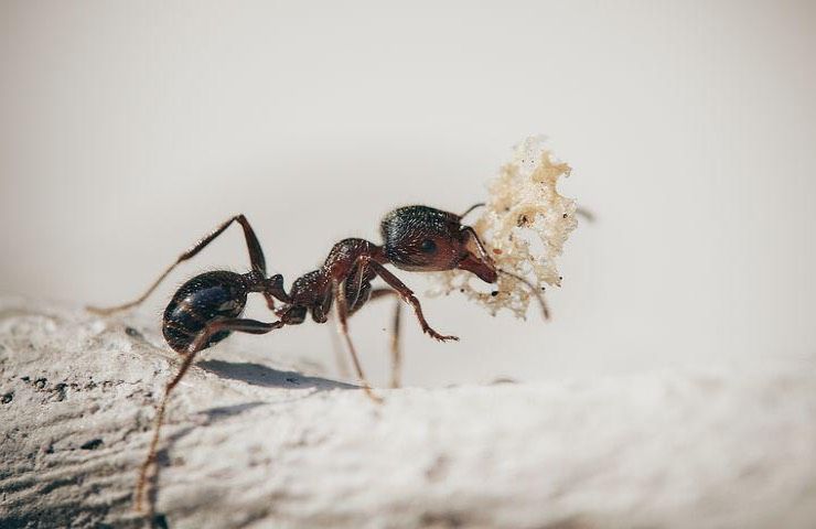 formica mollica antiparassitario