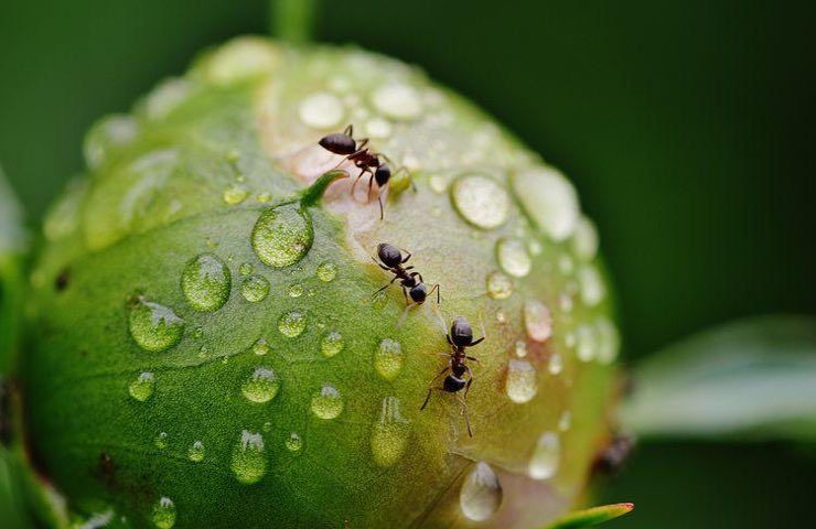 formica frutto parassiti
