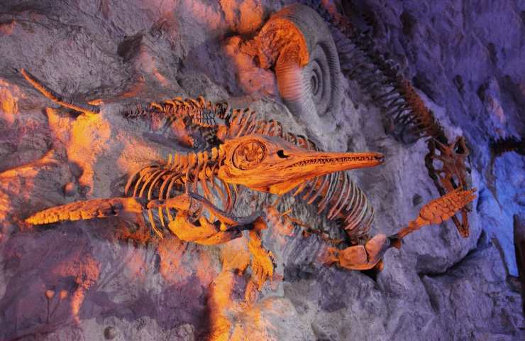 Vermi mangia ossa fossili