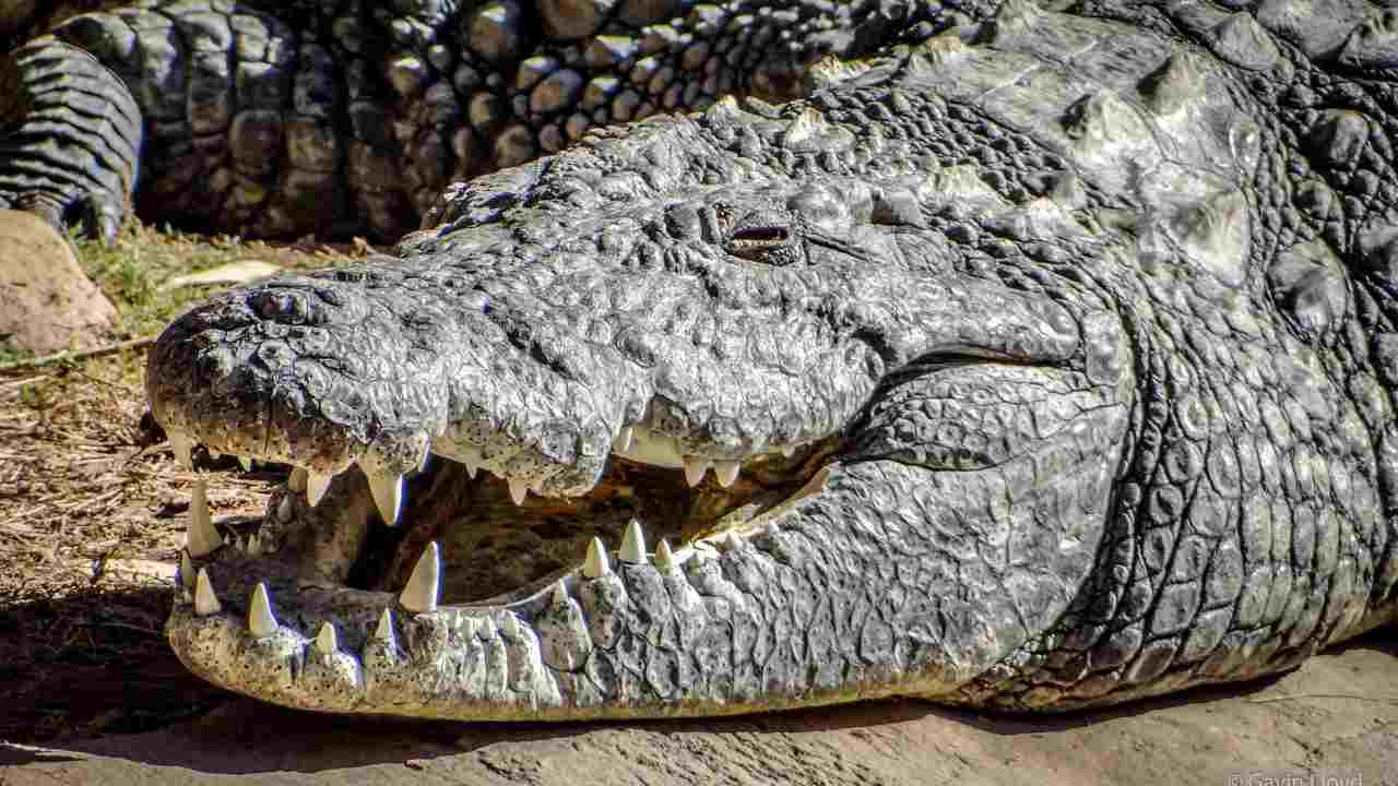 Qual è l’animale che ha il morso più forte di tutti? Ecco la classifica