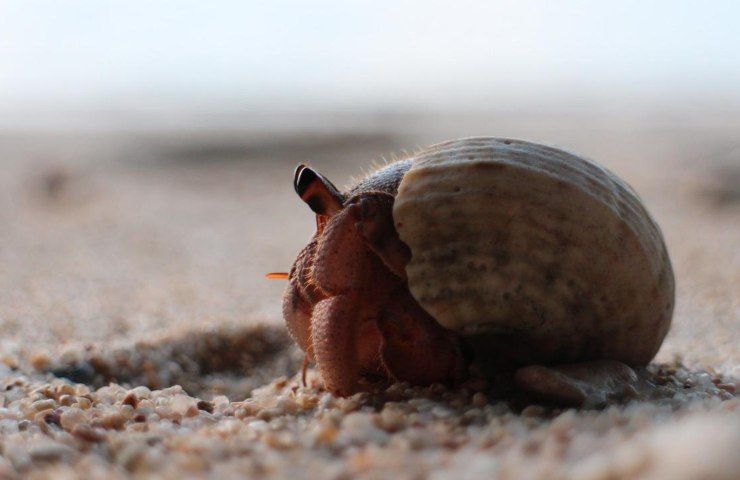 animali strani quali sono