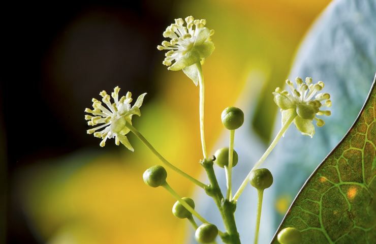 guava pianta fiorellini