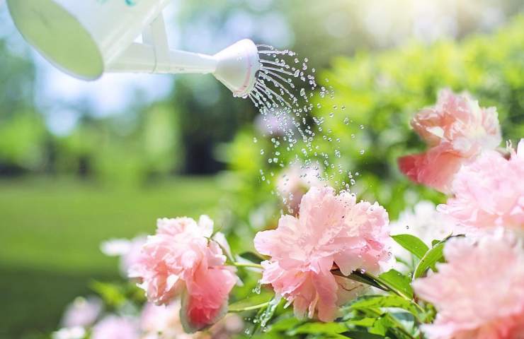 Irrigazione piante metodo esatto