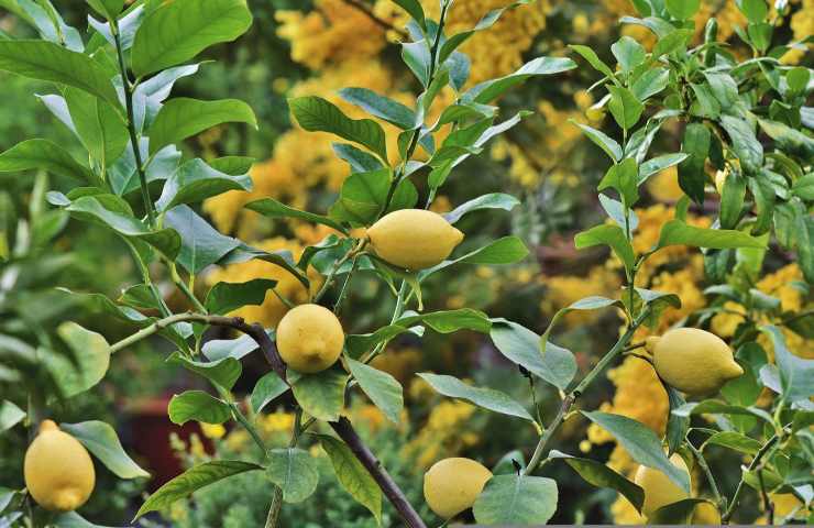 Pianta limone sana frutti