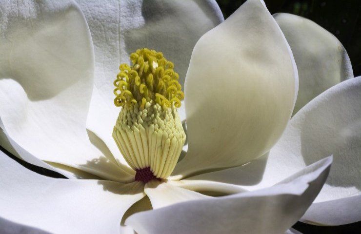 Magnolia emarginata fiore 