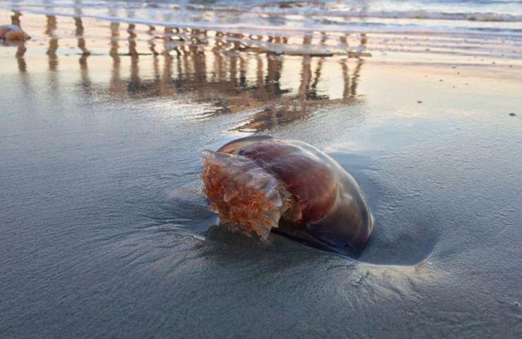 medusa spiaggiata rimedi
