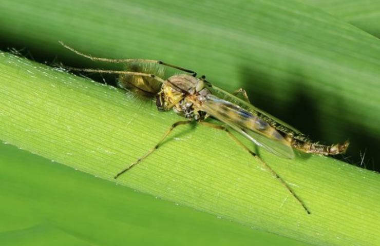 colonizzazione degli insetti alle piante 