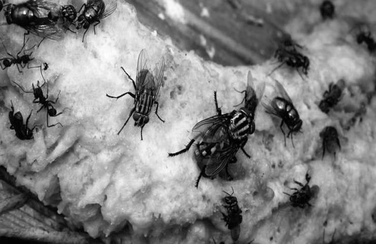 insetti e mosche: dannosi per le piante 