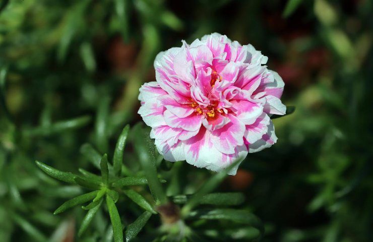 Portulaca fiore bicolore 