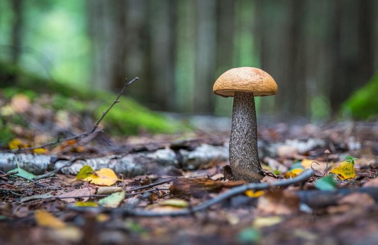 Funghi porcini foresta 