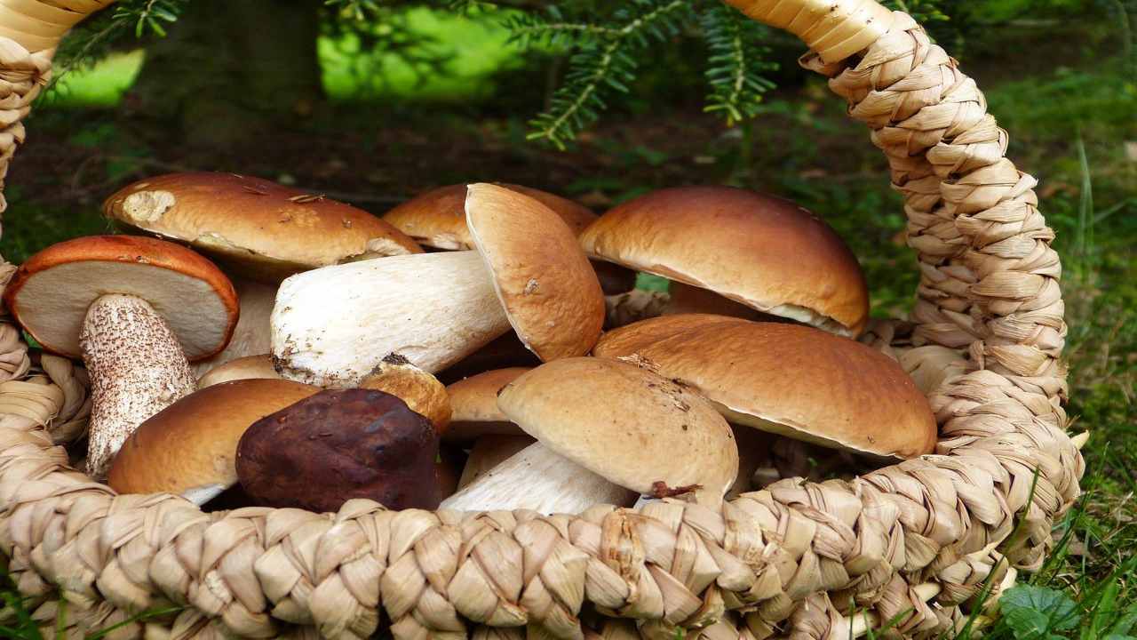 Funghi porcini cesto