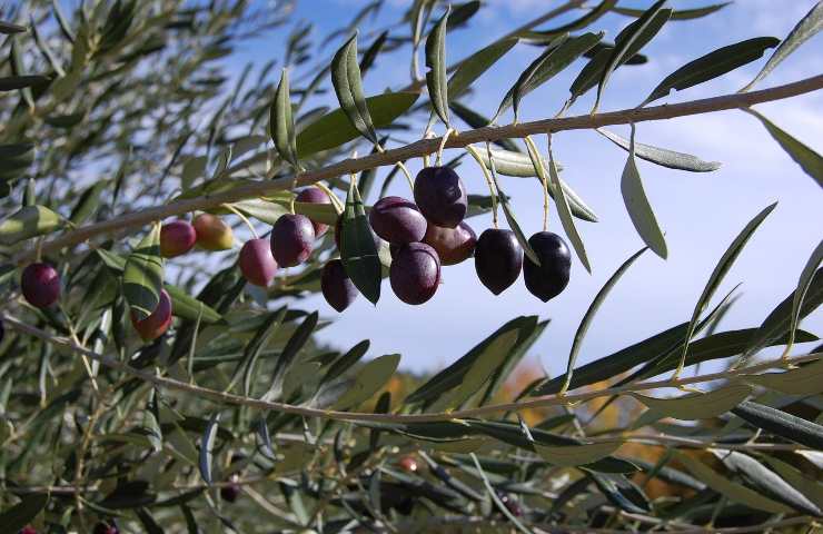 Piantina olive albero