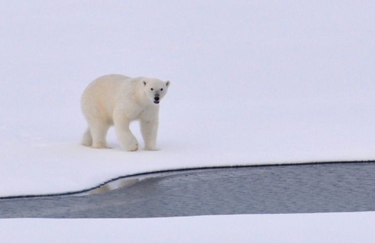 orso polare spazzatura