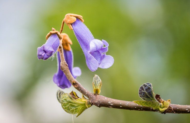 paulownia fiore